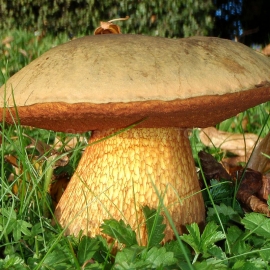 Lurid Bolete / Suillellus luridus - Organic Mushroom's Dry Mycelium