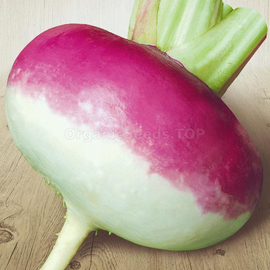 «Purplepop» - Organic Turnip seeds