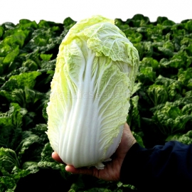 «Goblet» - Organic Napa Cabbage Seeds