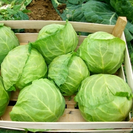 «Braunschweig» - Organic Cabbage Seeds