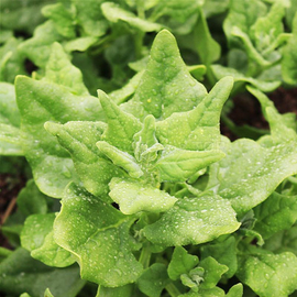 «New Zealand» - Organic Spinach seeds