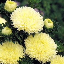 «Yellow Princess» - Organic Aster Seeds