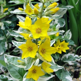 «Yellow» - Organic Loosestrife Seeds