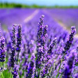 «Purple Ocean» - Organic Lavender Seeds