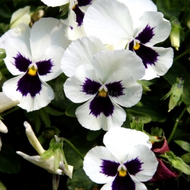 «Swiss Giant Silverbride» - Organic Viola Seeds