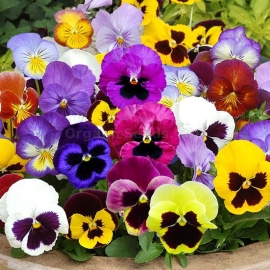 «Swiss Giant Velvet Mix» - Organic Viola Seeds