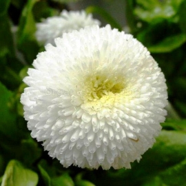 «Super White» - Organic Bellis Seeds