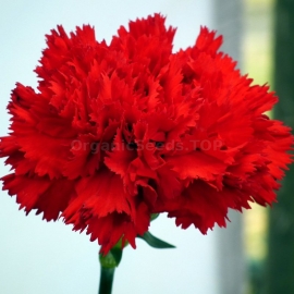 «Grenadin Scarlet» - Organic Carnation Seeds