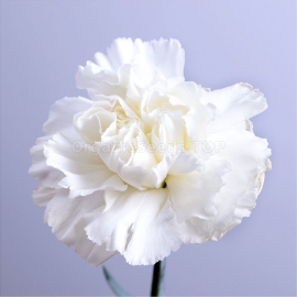 «Chabaud White» - Organic Carnation Seeds