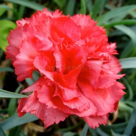 «Chabaud Rose» - Organic Carnation Seeds