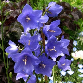 «Medium Blue» - Organic Bellflower Seeds