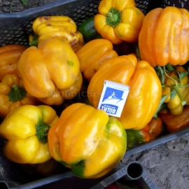 «Orange Bell» - Organic Pepper Seeds
