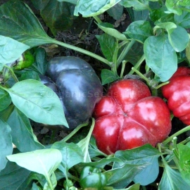 «Socrates» - Organic Pepper Seeds