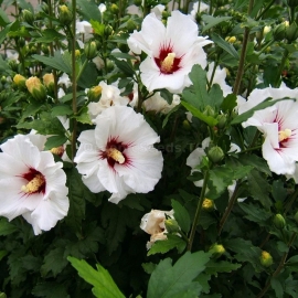 «Rose of Sharon» - Organic White Hibiscus Seeds