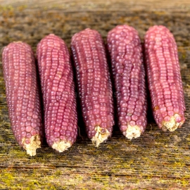 «Pink Popcorn» - Organic Corn Seeds