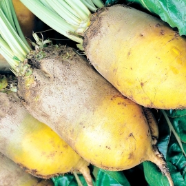 «Yellow Eckendorf» - Organic Fodder Beetroot Seeds