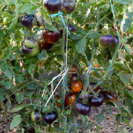 «Chocolate Marmalade - Organic Tomato Seeds