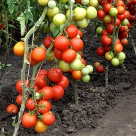«Miracle of Logoisk» - Organic Tomato Seeds