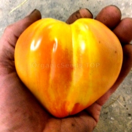 «Bleeding Heart» - Organic Tomato Seeds