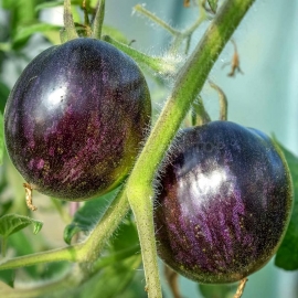 «Cosmic Eclipse» - Organic Tomato Seeds