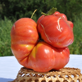 «Zimarevsky Giant» - Organic Tomato Seeds