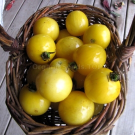 «Red Spot Yellow» - Organic Tomato Seeds