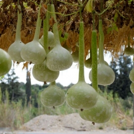 «Dragon Сhun-Yu» - Organic Calabash Seeds