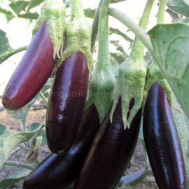 «Diamond Garland» - Organic Eggplant Seeds