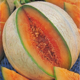 «Sweet tooth» - Organic Melon Seeds