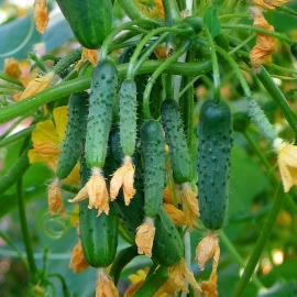 «To everyone's envy» - Organic Cucumber Seeds