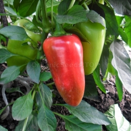 «Merchant» - Organic Pepper Seeds