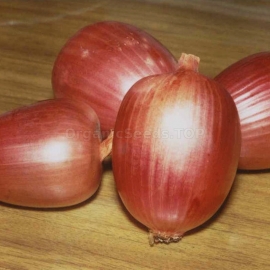 «Amphora» - Organic Onion Seeds