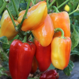 «Valyusha» - Organic Pepper Seeds