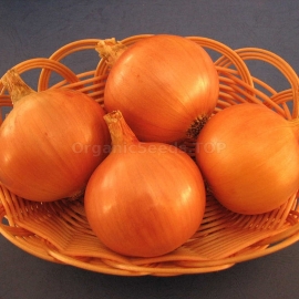 «Varangian» - Ukrainian Heirloom Onion Seeds