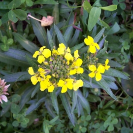 Organic Treacle Mustard Seeds (Erysimum Cheiranthoides)