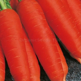 «Belladonna» - Organic Carrot Seeds