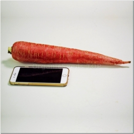 «Red Giant» - Organic Carrot Seeds