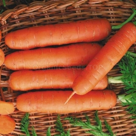«Delicatessen» - Organic Carrot Seeds