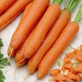 «Without Core» - Organic Carrot Seeds