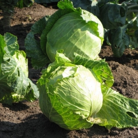 «Eliza» - Organic Cabbage Seeds