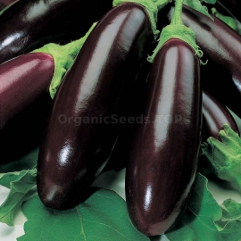 «Long Black» - Organic Eggplant Seeds