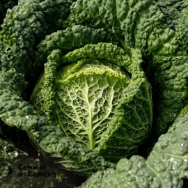 «Vertu» - Organic Cabbage Seeds