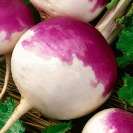 «Purple Top White Globe» - Organic Turnip Seeds
