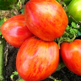«Blane Horton`s Striped Balkan Tiger» - Organic Tomato Seeds