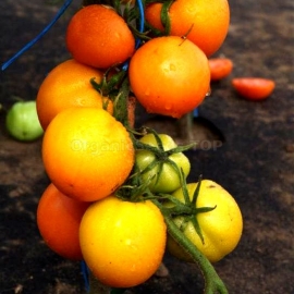 «Zlatava» - Organic Tomato Seeds