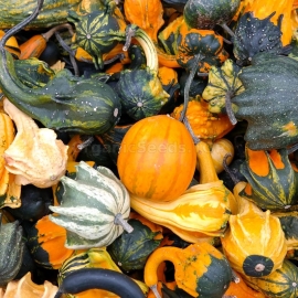 «Autumn Mix» - Organic Pumpkin Seeds