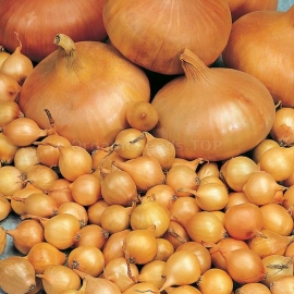 «Markov» - Organic Onion Seeds