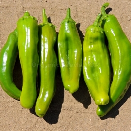 «Anaheim» - Organic Hot Pepper Seeds