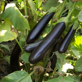 «Long Purple» - Organic Eggplant Seeds