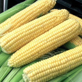 «Sundance» - Organic Corn Seeds